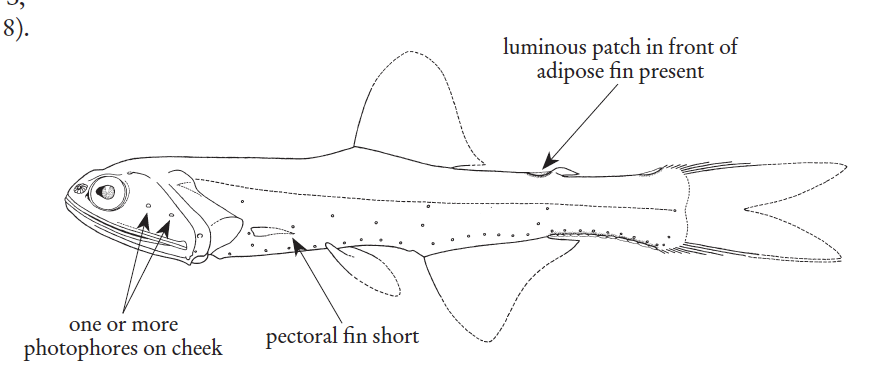Lampanyctus macdonaldi, Gill Raker Lampfish. Source: FAO 2020.
