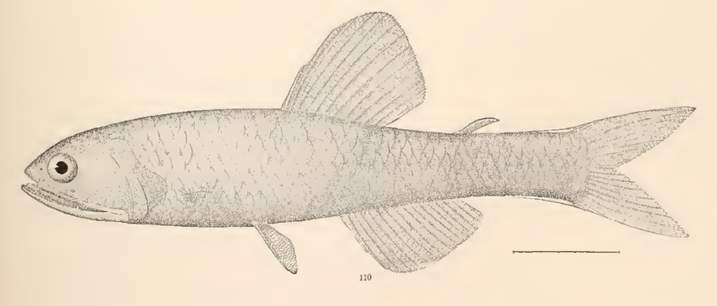 Lampanyctus macdonaldi, Gill Raker Lampfish. Source: Goode & Bean 1896.
