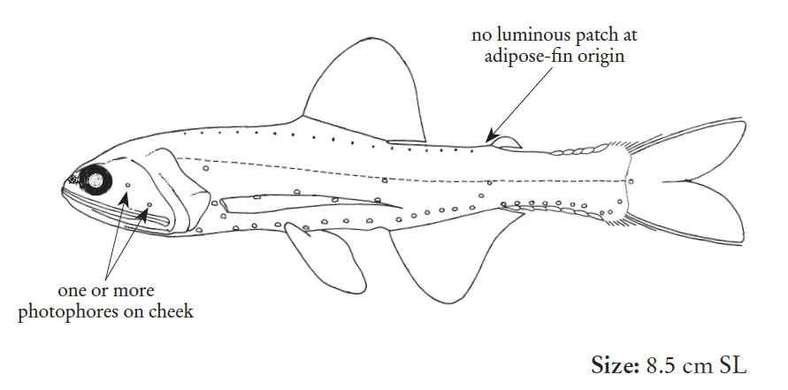 Lampanyctus photonotus, Dotback Lanternfish. Source: FAO 2020.