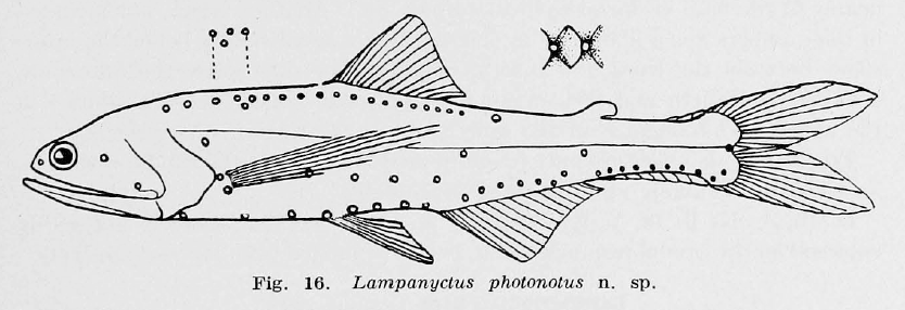 Lampanyctus photonotus, Dotback Lanternfish. Source: Parr 1928.