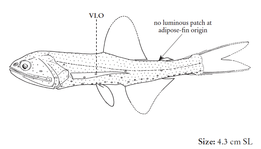 Lampanyctus pusillus, Pigmy Lanternfish. Source: FAO 2020.