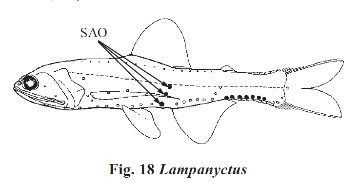 Lampanyctus sp., Lanternfish. Source: FAO 2002.