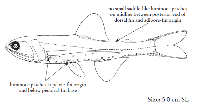 Lepidophanes gaussi, Pitlight Lampfish. Source: FAO 2020.