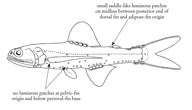 Lepidophanes guentheri, Largemouth Lanternfish. Source: FAO 2020.