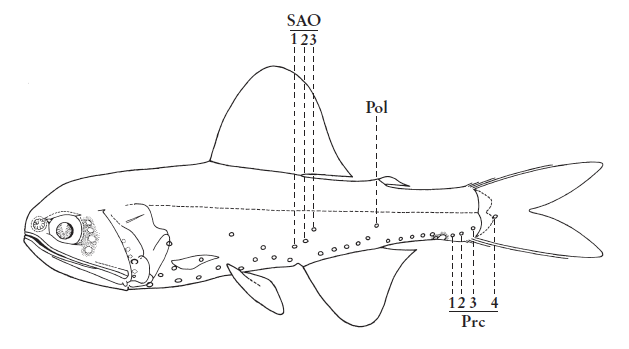 Lobianchia dofleini, Meditteranean Divinglamp. Source: FAO 2020.