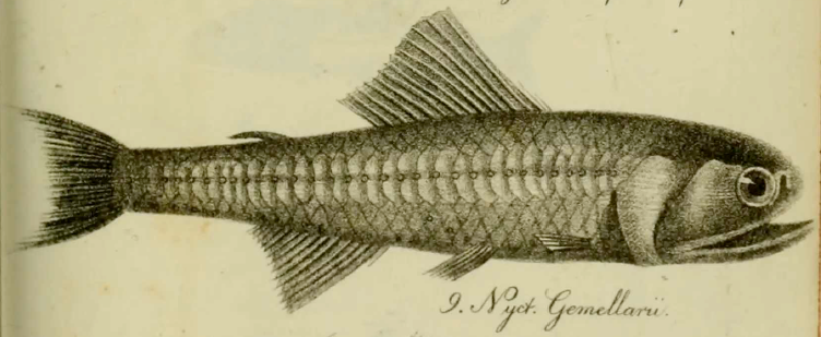 Lobianchia gemellarii, Cosmopolitan Lanternfish. Source: Cocco 1838.