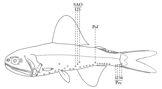 Lobianchia gemellarii, Cosmopolitan Lanternfish. Source: FAO 2020.