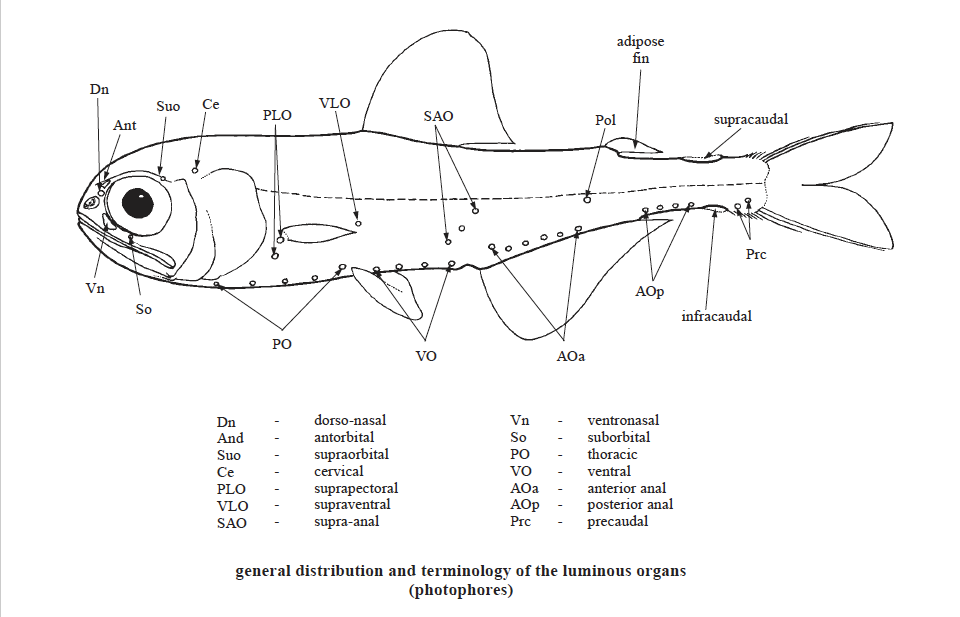 Myctophidae, Lanternfishes. Source: FAO 2002.