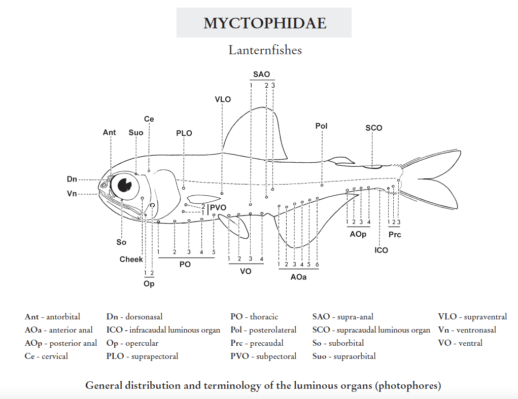 Myctophidae, Lanternfishes. Source: FAO 2020.