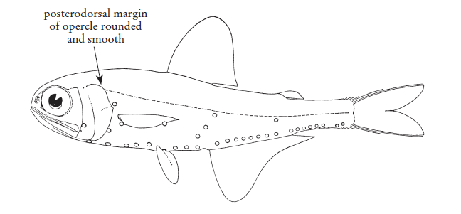 Myctophum affine, Metallic Lanternfish. Source: FAO 2020.