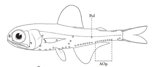 Myctophum punctatum, Spotted Lanternfish. Source: FAO 2020.