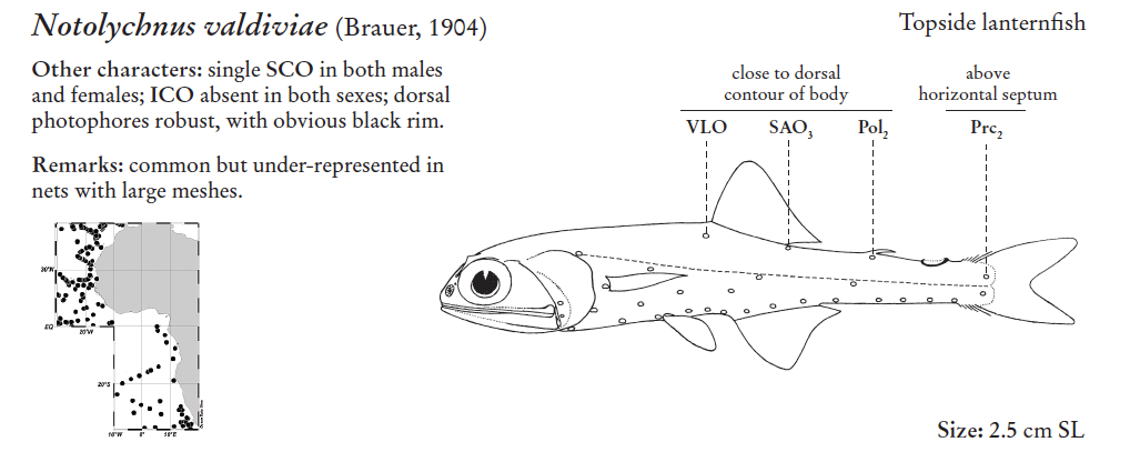 Notolychnus valdiviae, Topside Lanternfish. Source: FAO 2020.