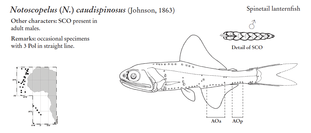 Notoscopelus caudispinosus, Spinetail Lanternfish. Source: FAO 2020.
