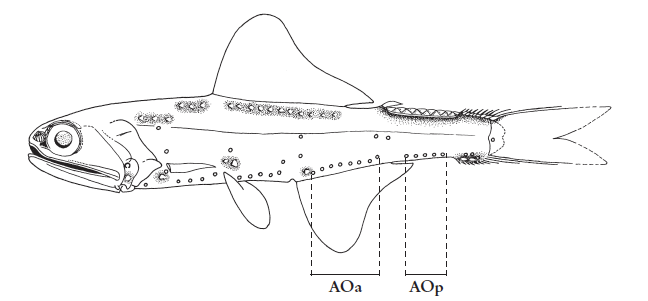 Notoscopelus resplendens, Patchwork Lampfish. Source: FAO 2020.