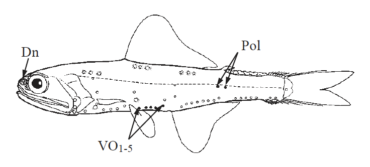 Notoscopelus sp. Source: FAO 2002.
