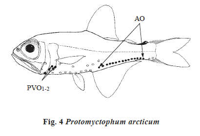 Protomyctophum arcticum, Arctic Lampfish. Source: FAO 2002.