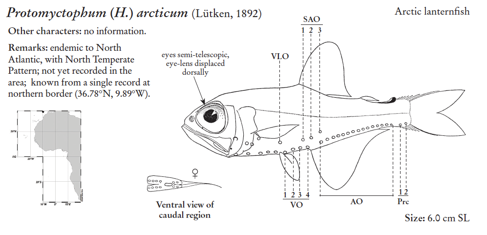 Protomyctophum arcticum, Arctic Lampfish. Source: FAO 2020.