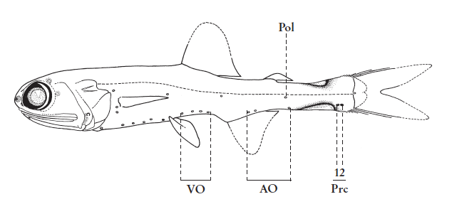 Taaningichthys bathyphilus, Deepwater Lanternfish. Source: FAO 2020.