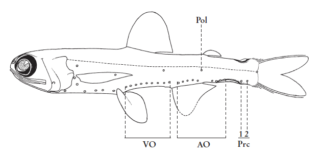 Taaningichthys minimus, Waistcoat Lanternfish. Source: FAO 2020.