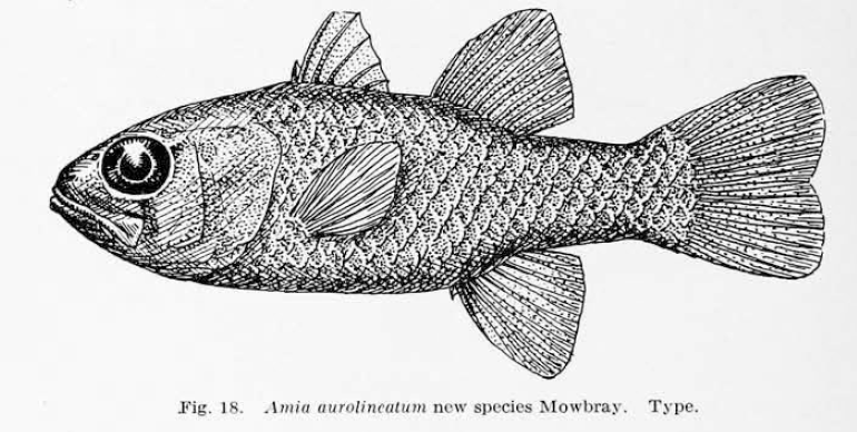 Apogon aurolineatus, Bridle Cardinalfish. Source: Breeder 1927.