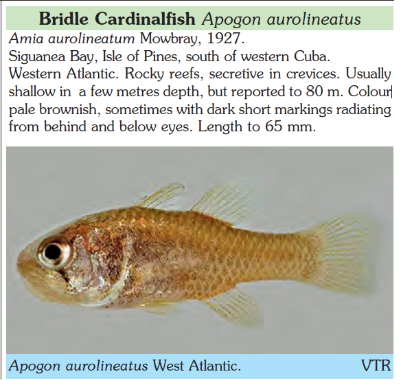 Apogon aurolineatus, Bridle Cardinalfish. Source: Kuiter & Kozawa 2019.