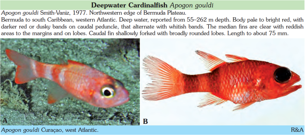 Apogon gouldi, Deepwater Cardinalfish. Source: Kuiter & Kozawa 2019.