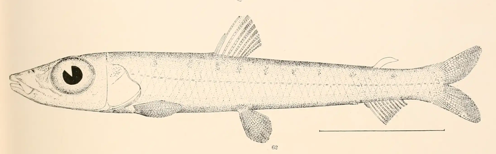Argentina striata, Striated Argentine. Source: Goode & Bean 1896.