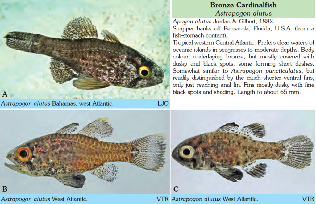Astrapogon alutus, Bronze Cardinalfish. Source: Kuiter & Kozawa 2019.