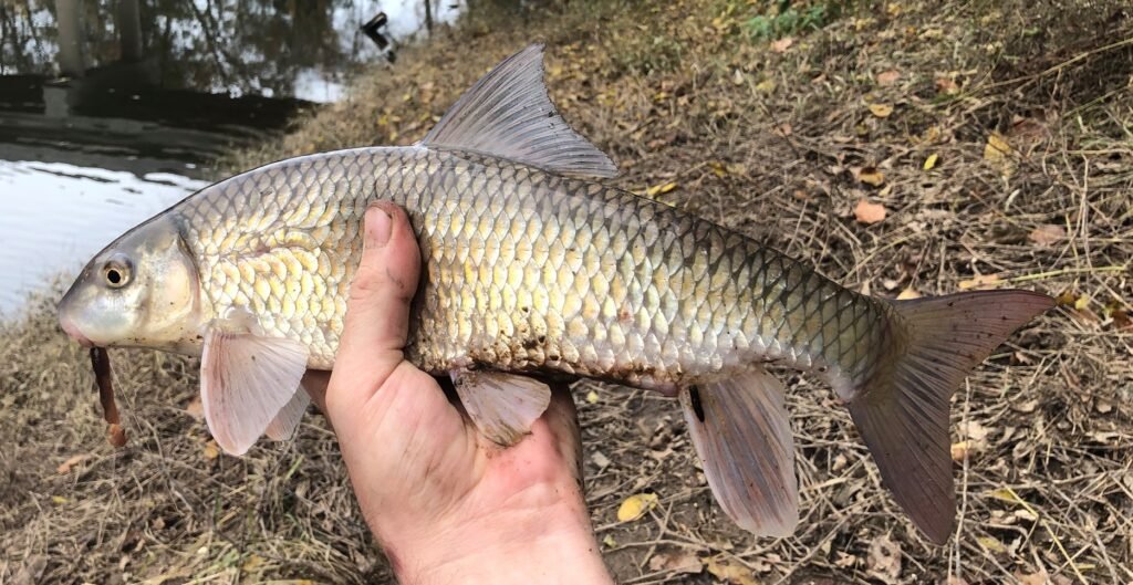 Moxostoma macrolepidotum, Shorthead Redhorse. Photo credit: Tim Aldridge.