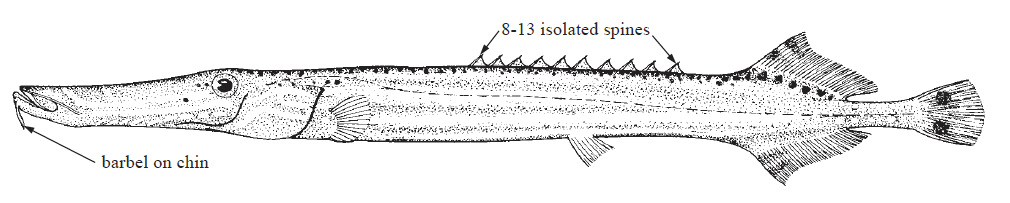 Aulostomus maculatus, Atlantic Trumpetfish. Source: FAO 2002.