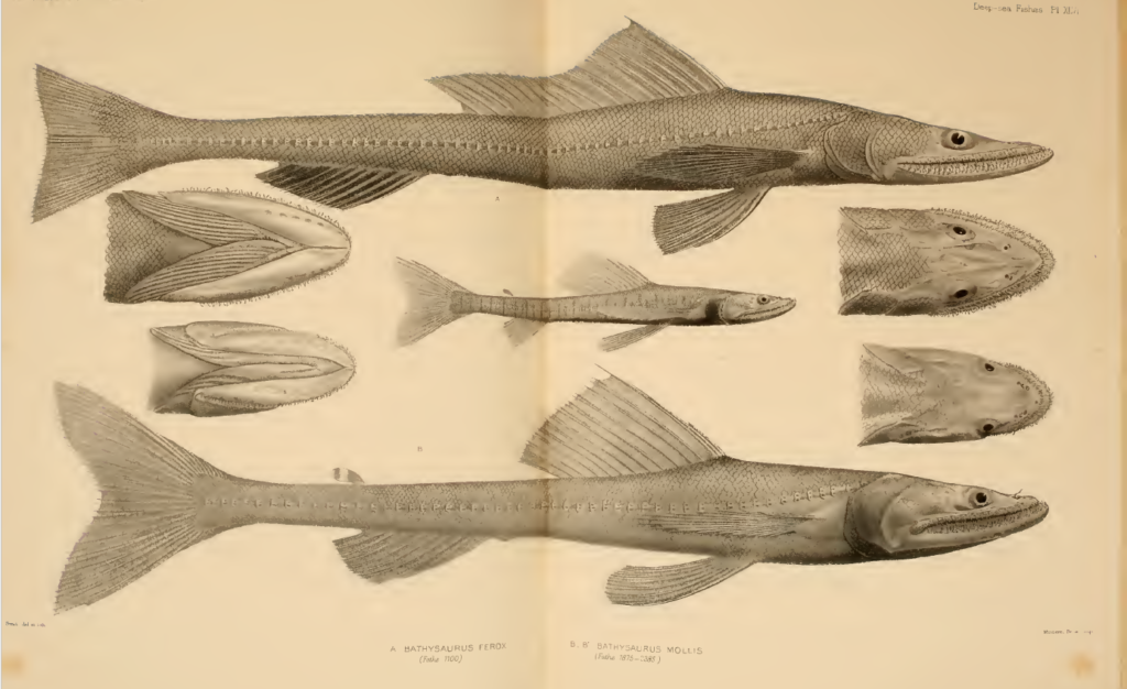 Bathysaurus mollis, Highfin Lizardfish (bottom). Source: Gunther 1887.