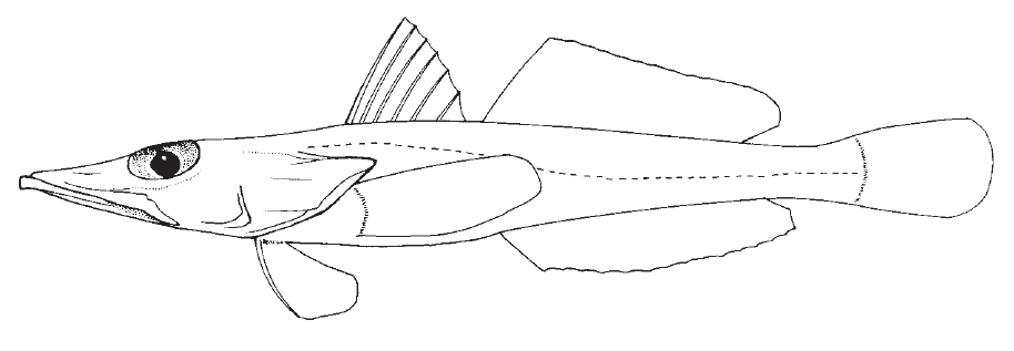 Bembropidae, Flatheads. Source: FAO 2002.