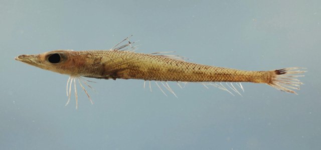 Bembrops gobiodies, Gob Flathead. Source: Fishbase - https://fishbase.se/summary/3697Fishbase - NOAA\NMFS\Mississippi Laboratory.