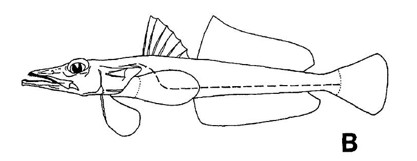 Bembrops gobioides, Goby Flathead. Source: Das & Nelson 1996.