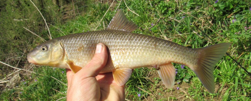 Moxostoma sp. "Brassy" Jumprock. Photo credit: Tim Aldridge.