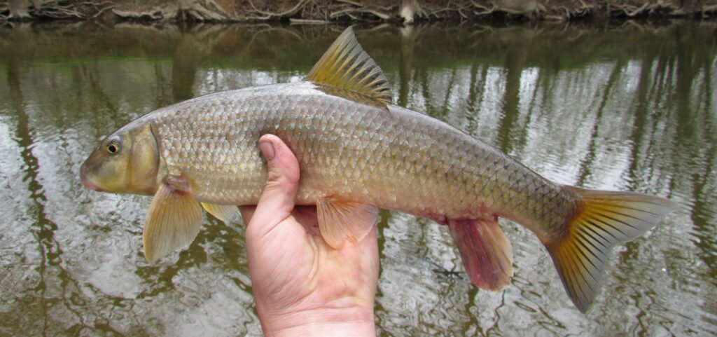 Moxostoma sp. "Brassy" Jumprock. Photo credit: Tim Aldridge.