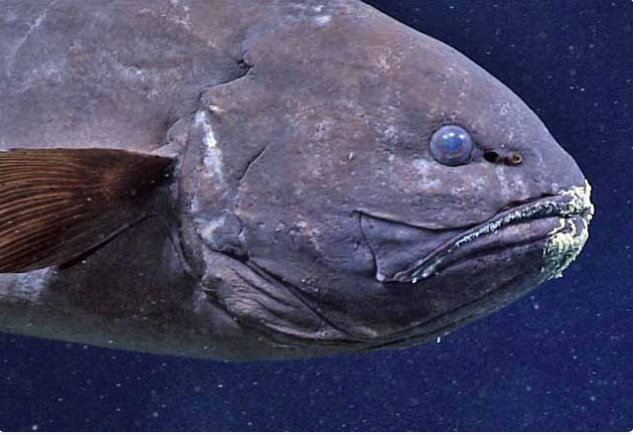 Bythites gerdae, Fivepore Brotula. Source: https://biogeodb.stri.si.edu/caribbean/en/thefishes/species/5959.