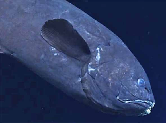 Bythites gerdae, Fivepore Brotula. Source: https://biogeodb.stri.si.edu/caribbean/en/thefishes/species/5959.