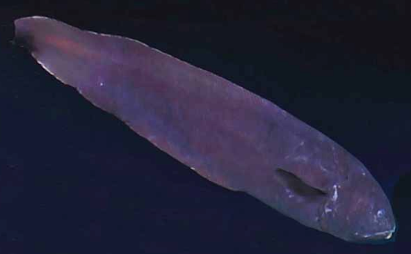 Bythites gerdae, Fivepore Brotula. Source: https://biogeodb.stri.si.edu/caribbean/en/thefishes/species/5959.