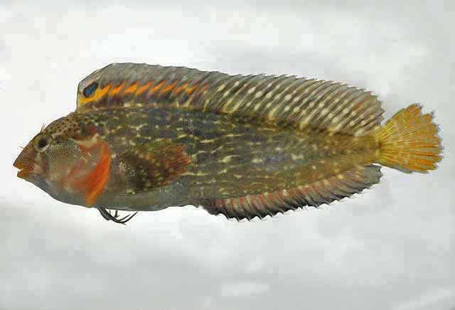 Chasmodes saburrae, Florida Blenny. Source: https://biogeodb.stri.si.edu/caribbean/en/thefishes/species/4063 .