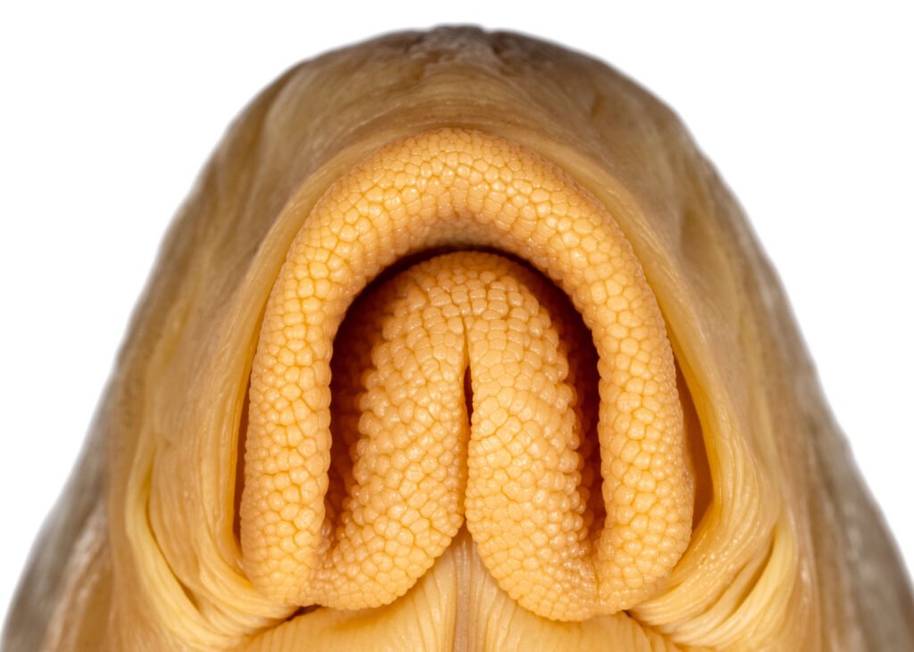 Moxostoma pappillosum, V-lip Redhorse, lips, NCSM 12943.