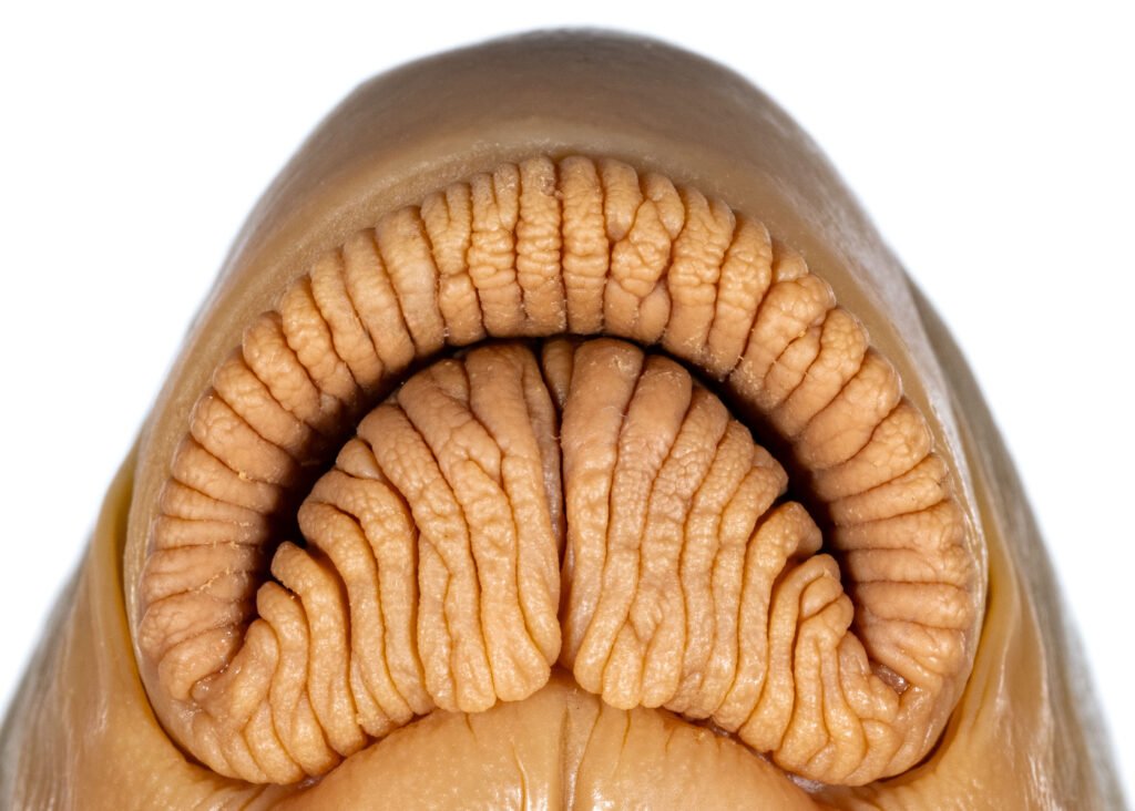 Moxostoma sp., "Brassy" Jumprock, lips, NCSM 26929.