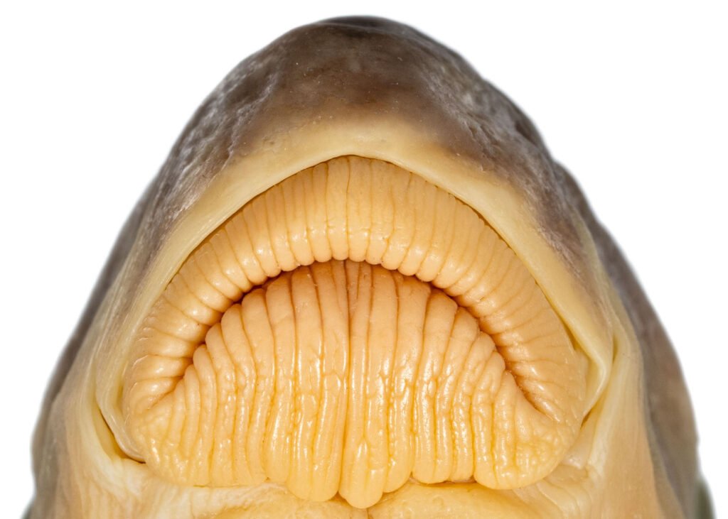 Moxostoma robustum, Robust Redhorse, lips, NCSM 30516.