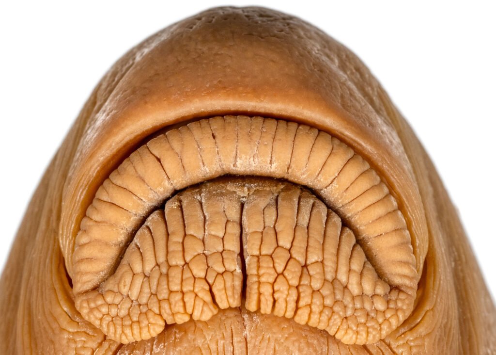 Moxostoma macrolepidotum, Shorthead Redhorse, lips, NCSM 3748.