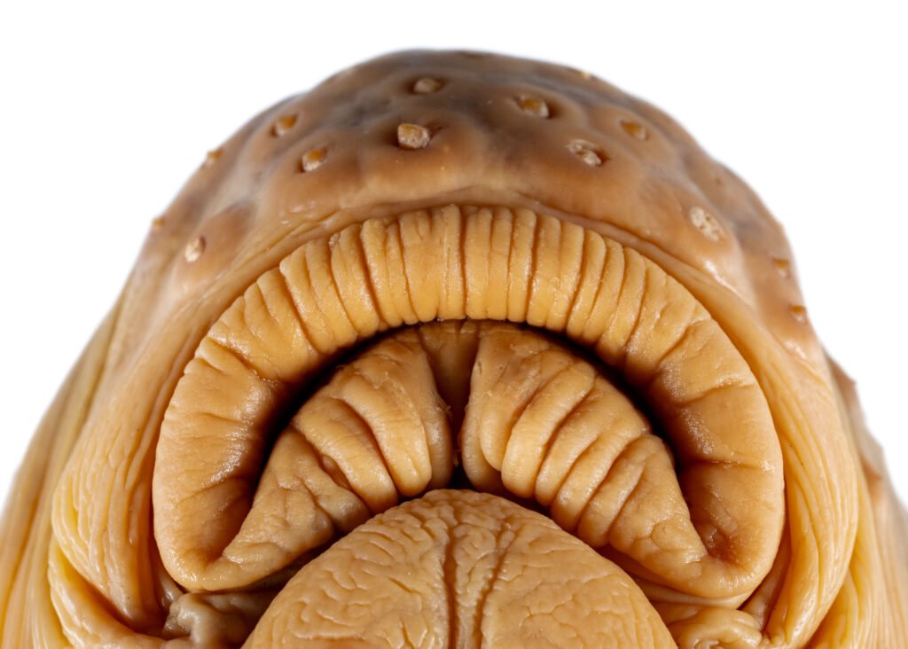 Moxostoma carolina, Carolina Redhorse, lips, NCSM 41138.