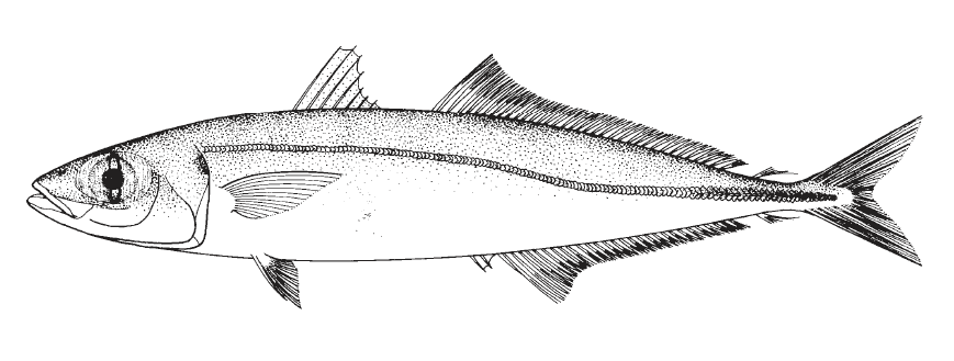 Decapterus macarellus, Mackerel Scad. Source: FAO 2002.