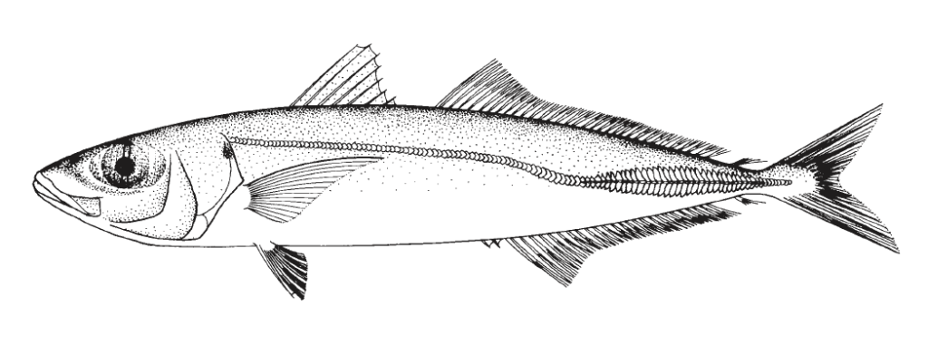 Decapterus tabl, Redtail Scad. Source: FAO 2002.