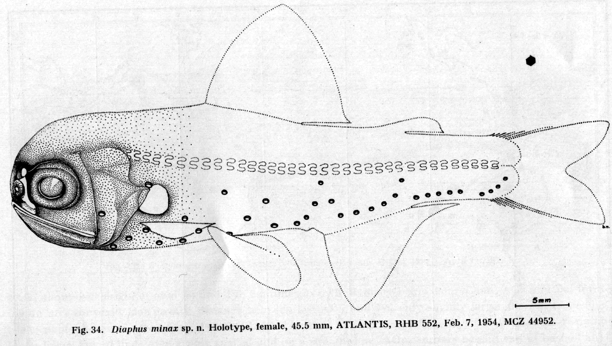 Diaphus minax. Source: Nafpaktitis 1968