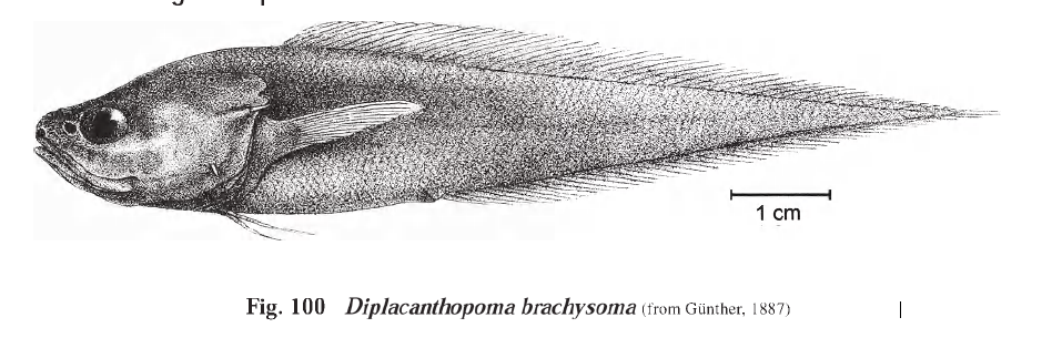Diplacanthopoma brachysoma, Twospine Brotula. Source: FAO 1999.