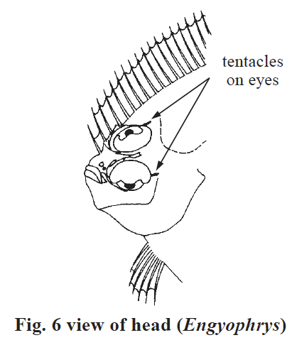 Engyophrys senta, Spiny Flounder. Source: FAO 2002.